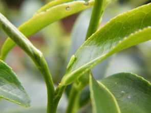 茶园绿色茶叶生态环境安全保护